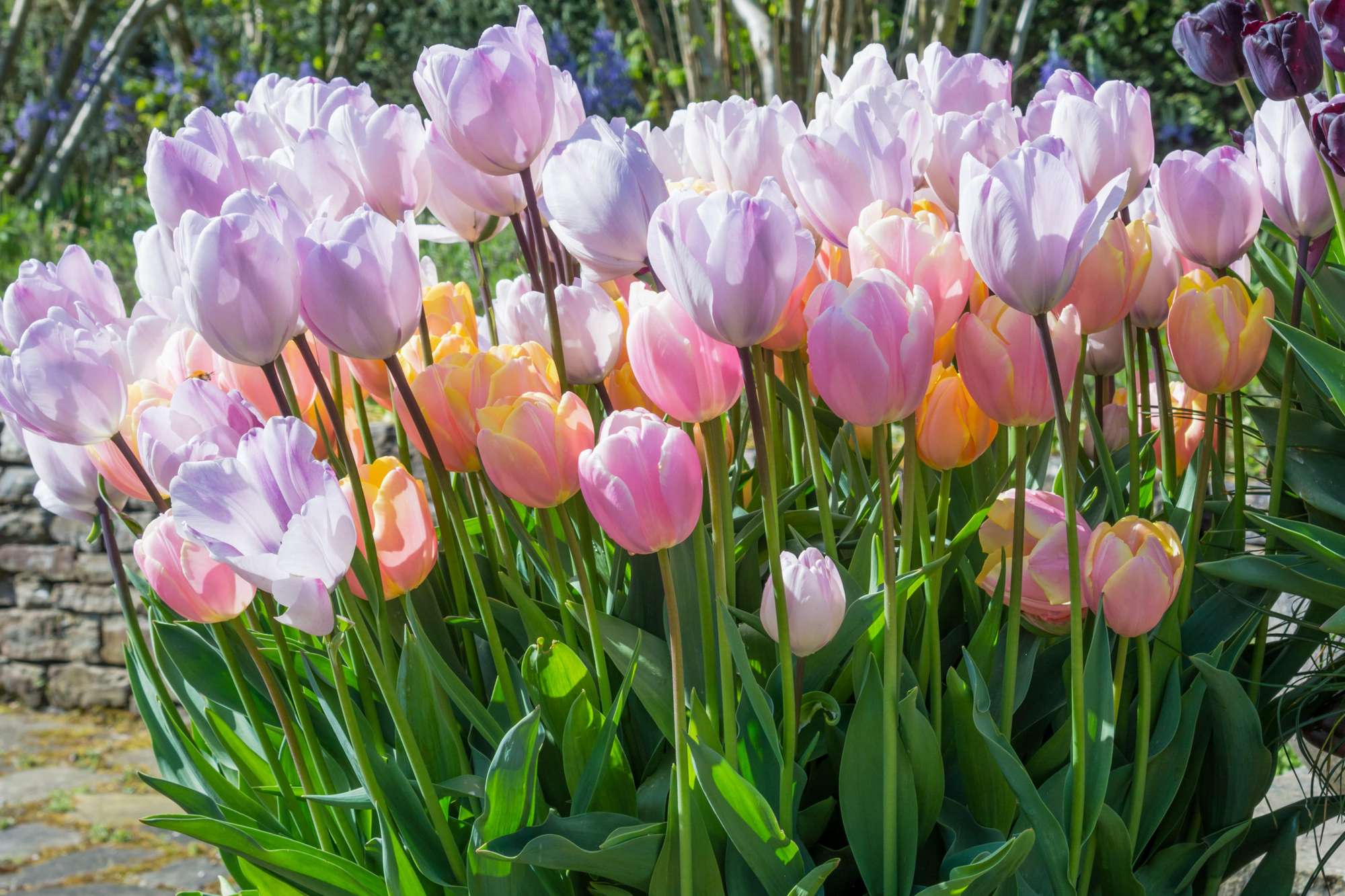 Tulpenmischung 'Bubblegum'